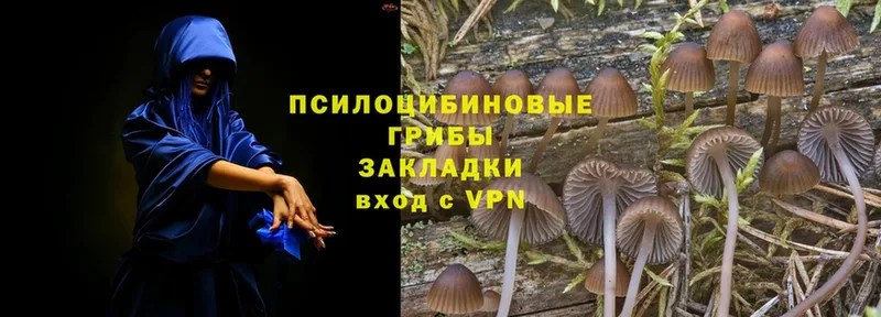 OMG ONION  закладки  Холм  Псилоцибиновые грибы Psilocybine cubensis 